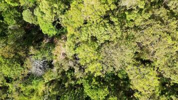 Drone captures lush eucalyptus forest canopy video