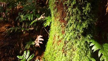Close-up of mossy tree trunk in lush rainforest video