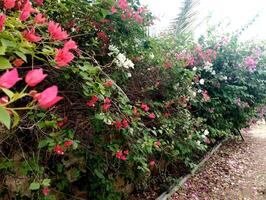 Close up view of vibrant green plants and foliage in a garden setting photo