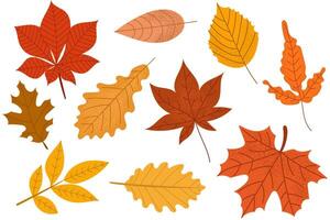 Colorful flat set of autumn leaves in various shapes and shades of orange, red and yellow on white background. Perfect for seasonal designs and fall decorations. vector