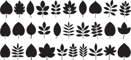 Collection of Thirty Black Silhouettes of Various Leaf Shapes and Branch Arrangements Isolated on White Background Simple Botanical Graphic vector