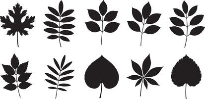 Twelve Black Silhouettes of Various Leaf Types Traced on White Background Botanical Illustration Set vector