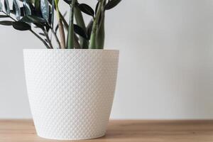 Plant Dollar tree in white pot on white background photo