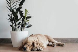 American cocker spaniel sleeping on the floor near a flower photo