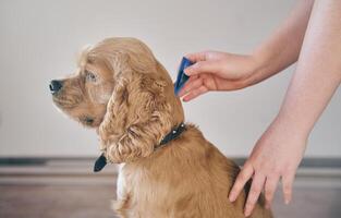 The dog is dripped on the withers with a parasite remedy photo