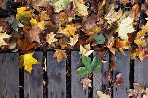 Colorful background of autumn maple tree leaves background close up. photo