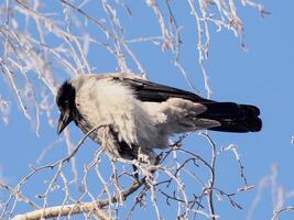 The hooded crow , Corvus cornix also called hoodie or gray crow is a Eurasian bird species in genus Corvus. Grey ruffled crow sits on frosty birch tree branch against blue sky background in sunny winter time. photo