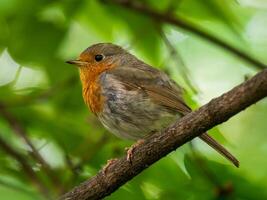Bird on a branch in greenery photo