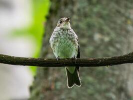 Bird perched on a tree branch photo