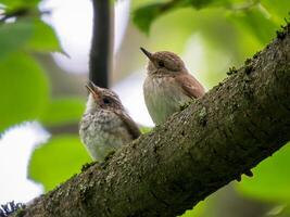 Two funny birds of Spotted flycatcher - mom and her young chick perched on branch in summer deciduous forest and look in the same direction. Spotted flycatcher is small passerine bird photo