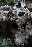 Scary looking tree trunk resembling an animal skull photo
