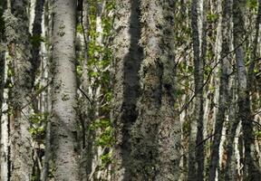 Field with many birch trees - selective focus photo