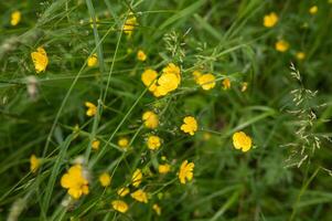 Vivid yellow buttercups in lush green field on a sunny day photo