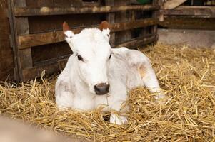 Adorable white calf resting in straw inside cozy barn environment photo