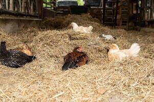 Chickens resting on hay inside a rustic barn photo