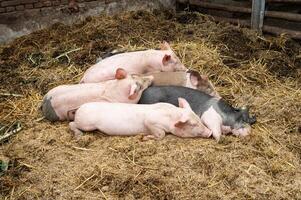 Group of pigs resting on straw in farm pen photo