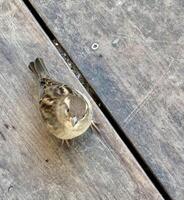 Image of cute fluffy sparrow photo