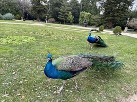 Peacocks walking in a public park photo