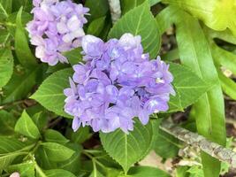 Hydrangea bushes are ornamental flowering plants and each species has different petals. Flower colors include white, pink, red, purple and blue photo