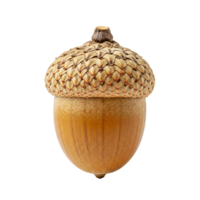 A Brown Acorn with Cap on Transparent Background png
