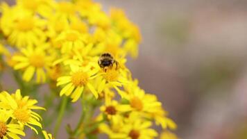 Bee collecting nectar from yellow flowers video