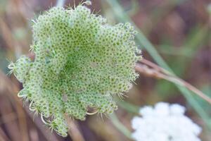 Unique green plant close up showcasing its intricate texture and coloration during a sunny day in a natural setting photo