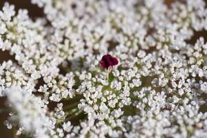 Delicate white flowers with a striking red bloom in a natural setting during springtime photo