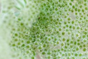 Close up view of a green plant showcasing delicate texture and structure during daytime photo