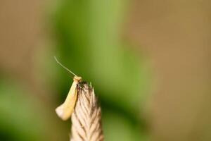 Yellow moth on a plant photo