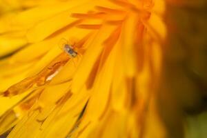 Close up view of a tiny insect on a vibrant yellow flower at a sunny garden during spring photo