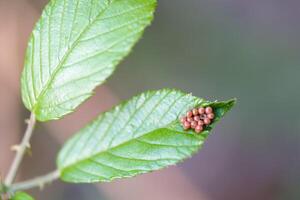 Small cluster of insect eggs on green leaf in a natural setting during daytime photo