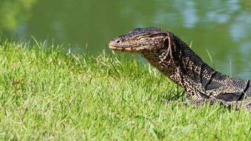 Monitor lizard moving through grassy area video