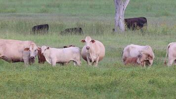 Cows and calves grazing peacefully in a field video
