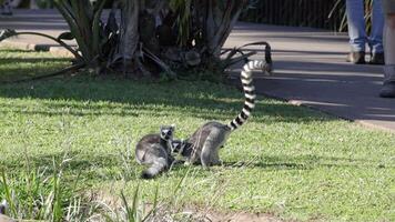 Two lemurs engaging in playful interaction video