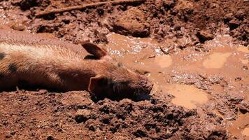 A pig wallows happily in a muddy puddle. video