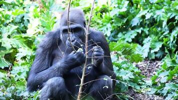 Gorilla eating plants in a lush environment video