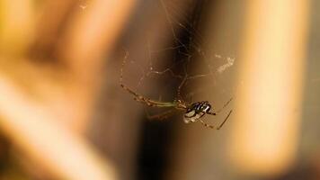 Spider weaving web in Gold Coast garden video