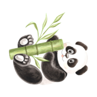 Cute baby panda with green bamboo watercolor illustration for baby designs. Hand drawn isolated funny little chinese bear in black and white color Smiling character in sketch style for childrens theme png