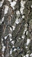The birch bark texture or background. Macro shot is made by means of stacking technology trunk. Texture made of birch tree bark. Beautiful birch trunk background. Conceptual image. photo