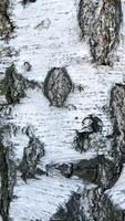 photo of birch bark texture