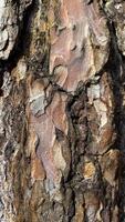 Old rough bark of a greenish pine tree photo