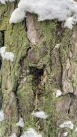 The green bark of a pine tree in the snow photo