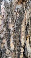 Pine bark transitions into different collars photo