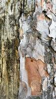 the texture of old pine wood photo