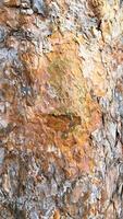 beautiful golden pine texture photo
