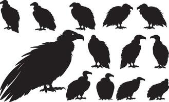 Solid Black Silhouettes of Vulture on White Background collection vector
