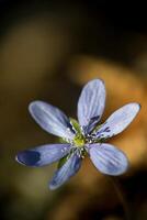 a blue flower with a green center is shown photo
