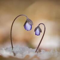 Detail of two blue flowers growing out of the snow Hepatica Nobilis photo