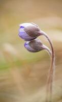 a single purple flower is growing in the grass photo