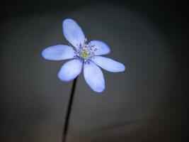 Spring blue flower Hepatica Nobilis with a dark background photo
